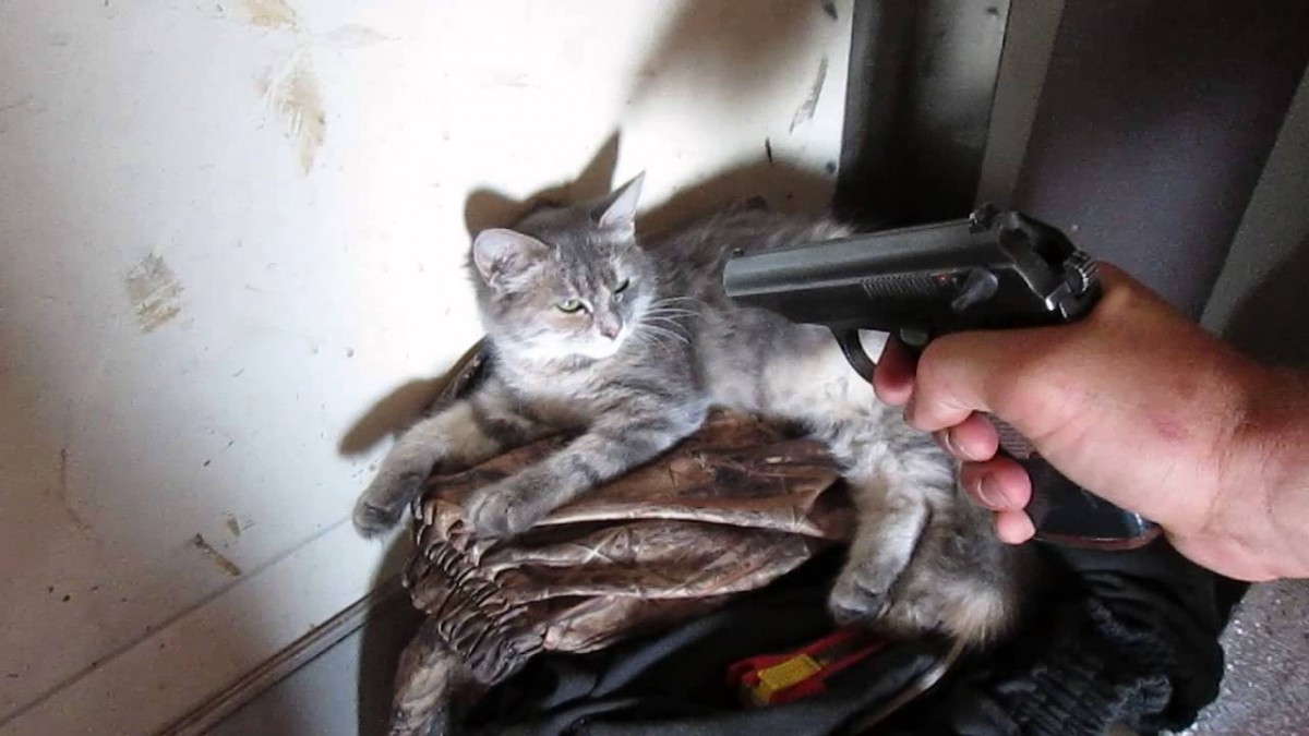 Житель Новотроицка убивший на глазах детей кошку окажется на скамье подсудимых
