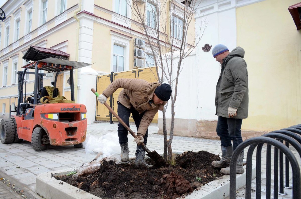 На улице Советской в Оренбурге завершается посадка деревьев.
