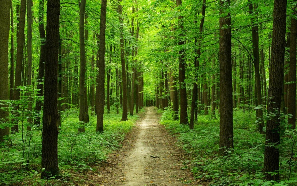 В 2024 году в Оренбургской области будет высажено более тысячи гектаров леса