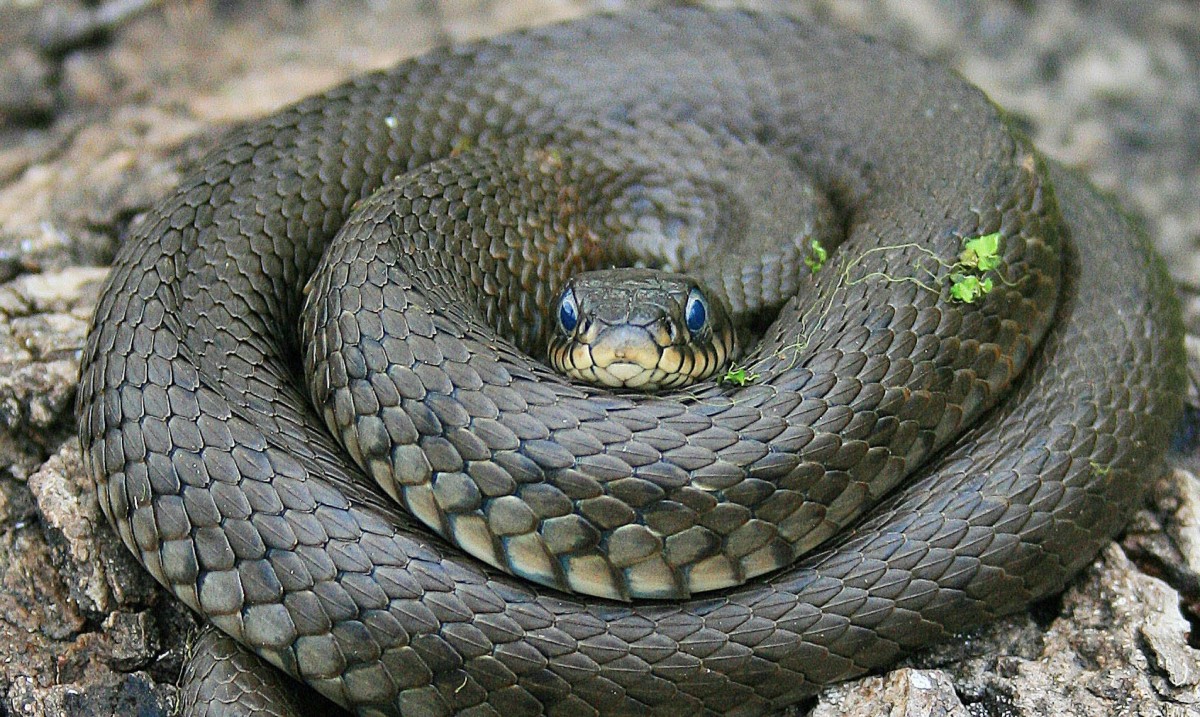 В Бузулукском районе змея укусила малолетнего