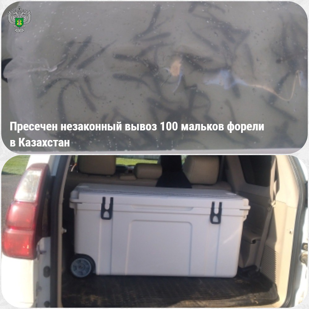 В Оренбуржье пресечена попытка незаконного вывоза 100 мальков форели в Казахстан