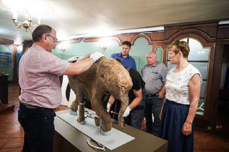 В оренбургский губернаторский музей поступил мамонтёнок