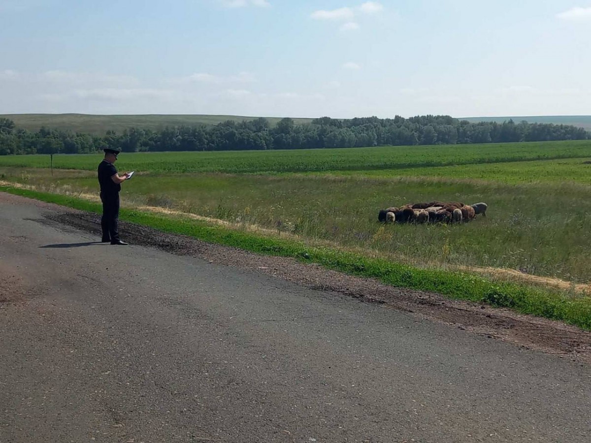 В Оренбуржье овцы сбежали от хозяев в соседний район