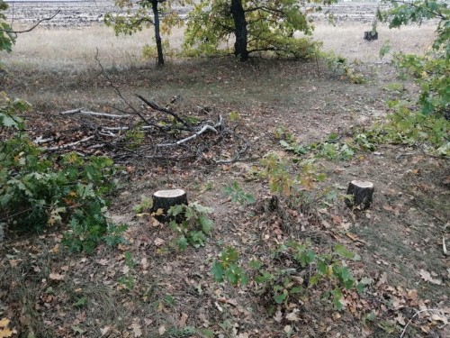 Сотрудники полиции выявили очередной факт незаконной вырубки трех дубов