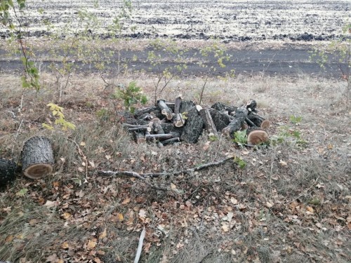 Сотрудники полиции выявили очередной факт незаконной вырубки трех дубов Сотрудники полиции выявили очередной факт незаконной вырубки трех дубов