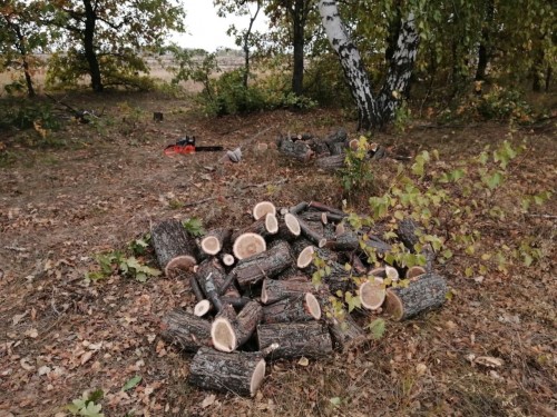 Сотрудники полиции выявили очередной факт незаконной вырубки трех дубов Сотрудники полиции выявили очередной факт незаконной вырубки трех дубов