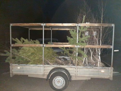 В Шарлыкском районе ландшафтный дизайнер деревья выкапывал деревья в лесополосе