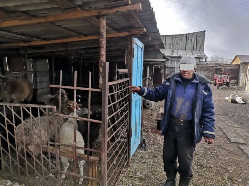 Переволоцкие полицейские задержали подозреваемого в краже ягненка породы эдильбаевская Переволоцкие полицейские задержали подозреваемого в краже ягненка породы эдильбаевская