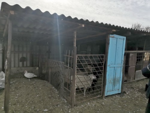 Переволоцкие полицейские задержали подозреваемого в краже ягненка породы эдильбаевская Переволоцкие полицейские задержали подозреваемого в краже ягненка породы эдильбаевская