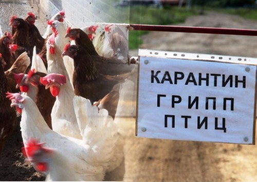 В 40 населённых пунктах Оренбургской области действует карантин по птичьему гриппу
