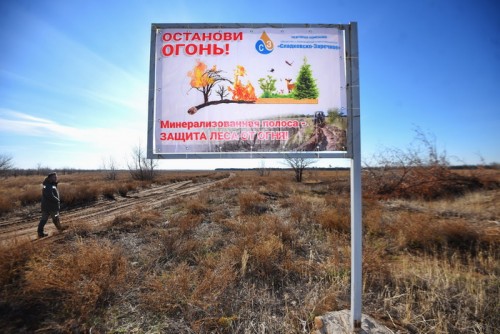 Тысячи деревьев для сталинской лесополосы: в Ташлинском районе сажают молодые сосны