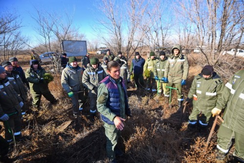 Тысячи деревьев для сталинской лесополосы: в Ташлинском районе сажают молодые сосны