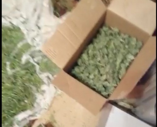 В Оренбурге у местного жителя изъяли около двух килограмм марихуаны