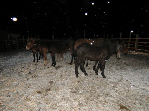 Сотрудниками полиции Кваркенского района вернули хозяину 25 голов лошадей