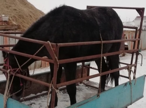 Новоорские полицейские вернули хозяину похищенного в августе жеребца 