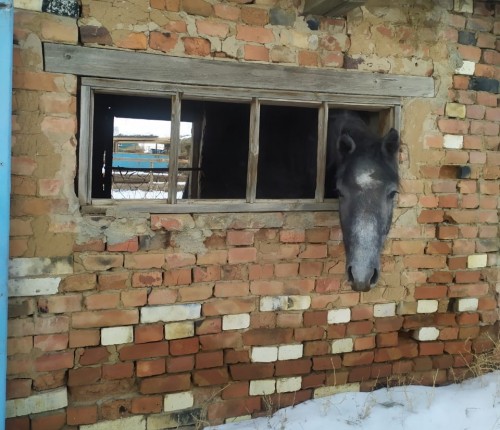 Новоорские полицейские вернули хозяину похищенного в августе жеребца 
