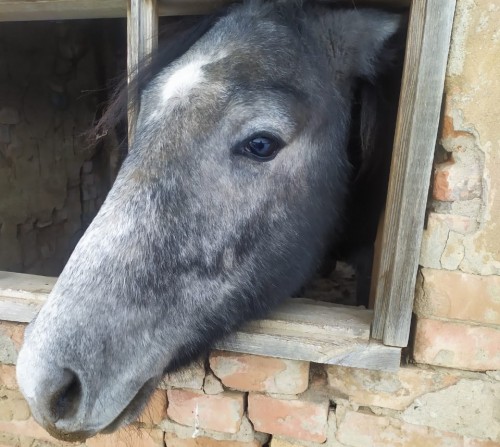 Новоорские полицейские вернули хозяину похищенного в августе жеребца 