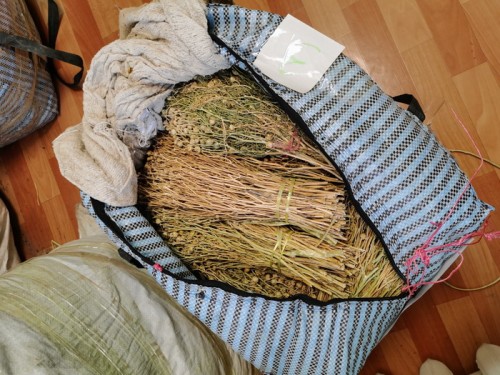 Из Казахстана в область пытались ввезти 64 наркотического растения гармалу Из Казахстана в область пытались ввезти 64 наркотического растения гармалу