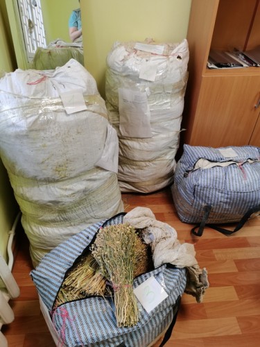 Из Казахстана в область пытались ввезти 64 наркотического растения гармалу