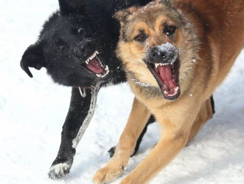 В Акбулаке на 14-летнюю школьницу набросились две бродячие собаки