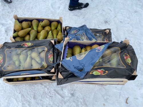 Таможня задержала 37 тонн санкционных польских груш