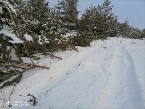 Полицейские Курманаевского района выявили факт незаконной вырубки хвойных пород дерева Полицейские Курманаевского района выявили факт незаконной вырубки хвойных пород дерева