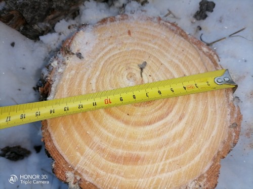 Полицейские Курманаевского района выявили факт незаконной вырубки хвойных пород дерева Полицейские Курманаевского района выявили факт незаконной вырубки хвойных пород дерева