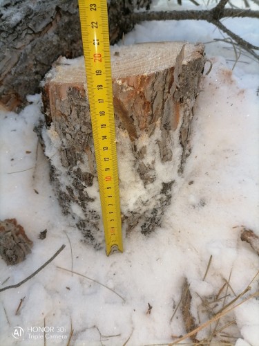 Полицейские Курманаевского района выявили факт незаконной вырубки хвойных пород дерева Полицейские Курманаевского района выявили факт незаконной вырубки хвойных пород дерева