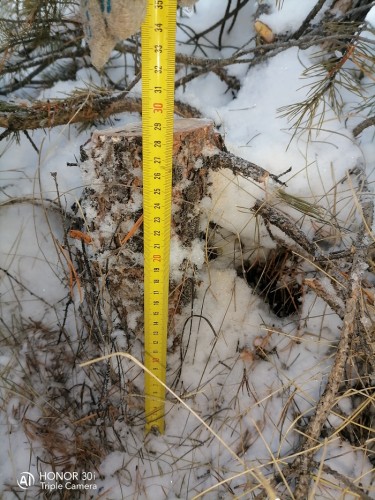 Полицейские Курманаевского района выявили факт незаконной вырубки хвойных пород дерева Полицейские Курманаевского района выявили факт незаконной вырубки хвойных пород дерева