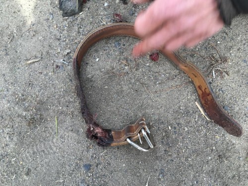 В Домбаровском районе возбуждено уголовное дело по факту жестокого обращения с животным В Домбаровском районе возбуждено уголовное дело по факту жестокого обращения с животным