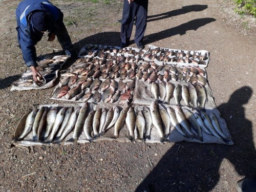    В Оренбурге возбуждено уголовное дело о незаконной ловле рыбы
