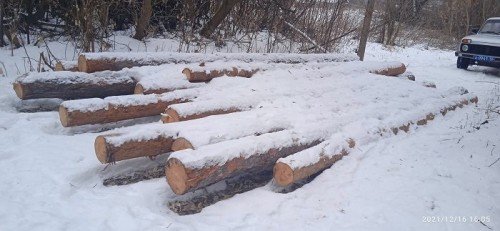 Бугурусланским районным судом провозглашен обвинительный приговор за незаконную рубку лесных насаждений в особо крупном размере.