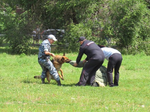 Сотрудники охранно-конвойной службы МУ МВД России «Оренбургское» провели День открытых дверей Сотрудники охранно-конвойной службы МУ МВД России «Оренбургское» провели День открытых дверей