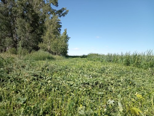 Полицейские изъяли из незаконного оборота более 300 грамм наркотиков Полицейские изъяли из незаконного оборота более 300 грамм наркотиков