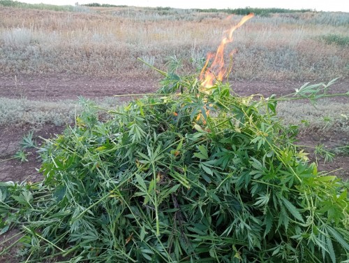 Полицейские изъяли из незаконного оборота более 300 грамм наркотиков Полицейские изъяли из незаконного оборота более 300 грамм наркотиков