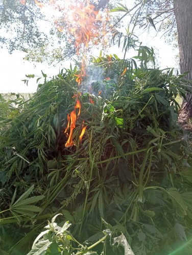 Полицейские изъяли из незаконного оборота более 300 грамм наркотиков Полицейские изъяли из незаконного оборота более 300 грамм наркотиков