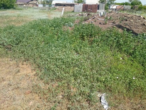 Полицейские изъяли из незаконного оборота более 300 грамм наркотиков Полицейские изъяли из незаконного оборота более 300 грамм наркотиков