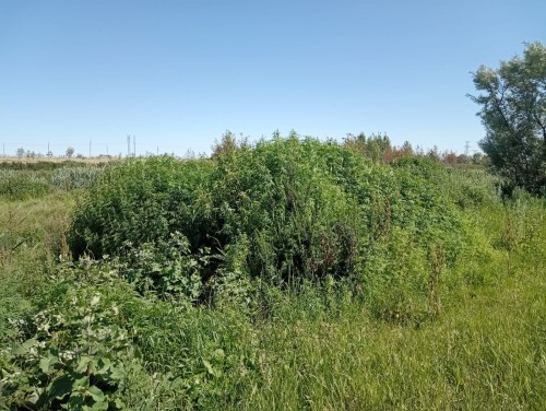 Полицейские изъяли из незаконного оборота более 300 грамм наркотиков Полицейские изъяли из незаконного оборота более 300 грамм наркотиков