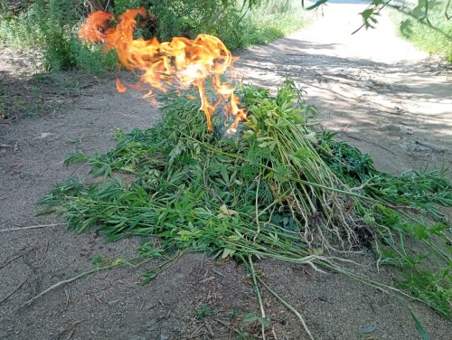 Полицейские изъяли из незаконного оборота более 300 грамм наркотиков Полицейские изъяли из незаконного оборота более 300 грамм наркотиков