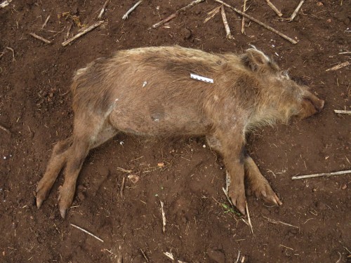 Дознавателем Октябрьского района направлено в суд уголовное дело по факту незаконной охоты с причинением крупного ущерба Дознавателем Октябрьского района направлено в суд уголовное дело по факту незаконной охоты с причинением крупного ущерба