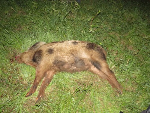 Дознавателем Октябрьского района направлено в суд уголовное дело по факту незаконной охоты с причинением крупного ущерба Дознавателем Октябрьского района направлено в суд уголовное дело по факту незаконной охоты с причинением крупного ущерба