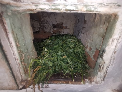 В Шарлыке сотрудниками полиции задержан мужчина, у которого изъята марихуана в крупном размере