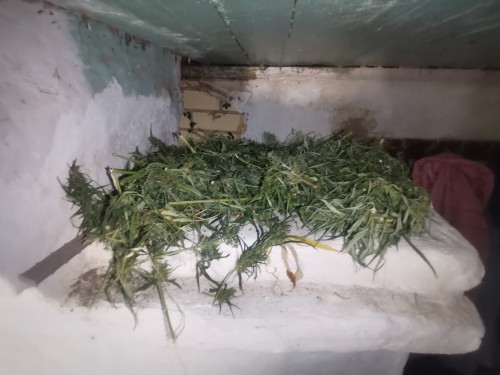 В Шарлыке сотрудниками полиции задержан мужчина, у которого изъята марихуана в крупном размере