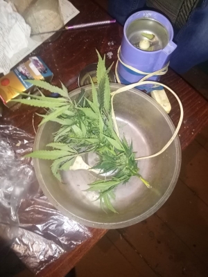 Полицейские Сорочинского городского округа изъяли у 60-летнего местного жителя наркотическое средство Полицейские Сорочинского городского округа изъяли у 60-летнего местного жителя наркотическое средство