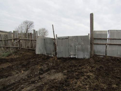 Первомайскими полицейскими по горячим следам задержан мужчина, совершивший кражу быка Первомайскими полицейскими по горячим следам задержан мужчина, совершивший кражу быка