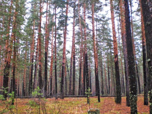 В Бузулукском районе возобновляется движение по мосту через р.Сакмара В Бузулукском районе возобновляется движение по мосту через р.Сакмара