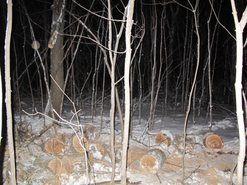 Полицейскими в Северном районе  выявлен факт незаконной рубки лесных насаждений.