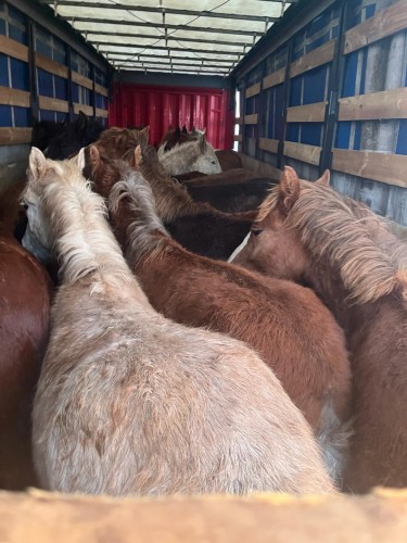Из Оренбургской области в Казахстан пытались вывезти 84 лошади