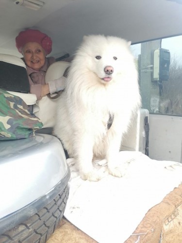 Собаку "Зевса" помогли вывезти полицейские Оренбурга  из Дубков