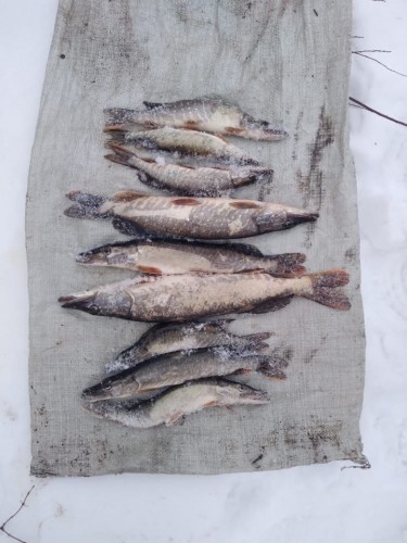 В Саракташском районе задержан рыбак-браконьер с электроудочкой В Саракташском районе задержан рыбак-браконьер с электроудочкой